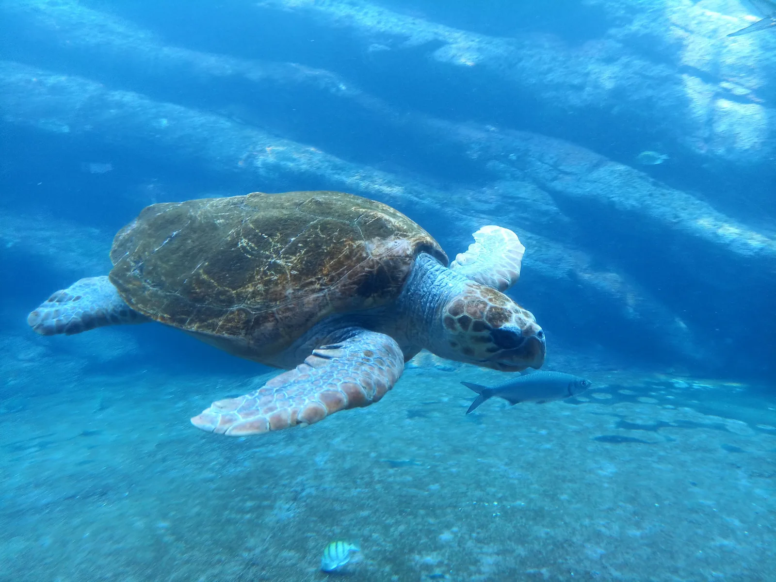 Sea turtle swimming at Phuket Aquarium, part of the Cape Panwa rescue program