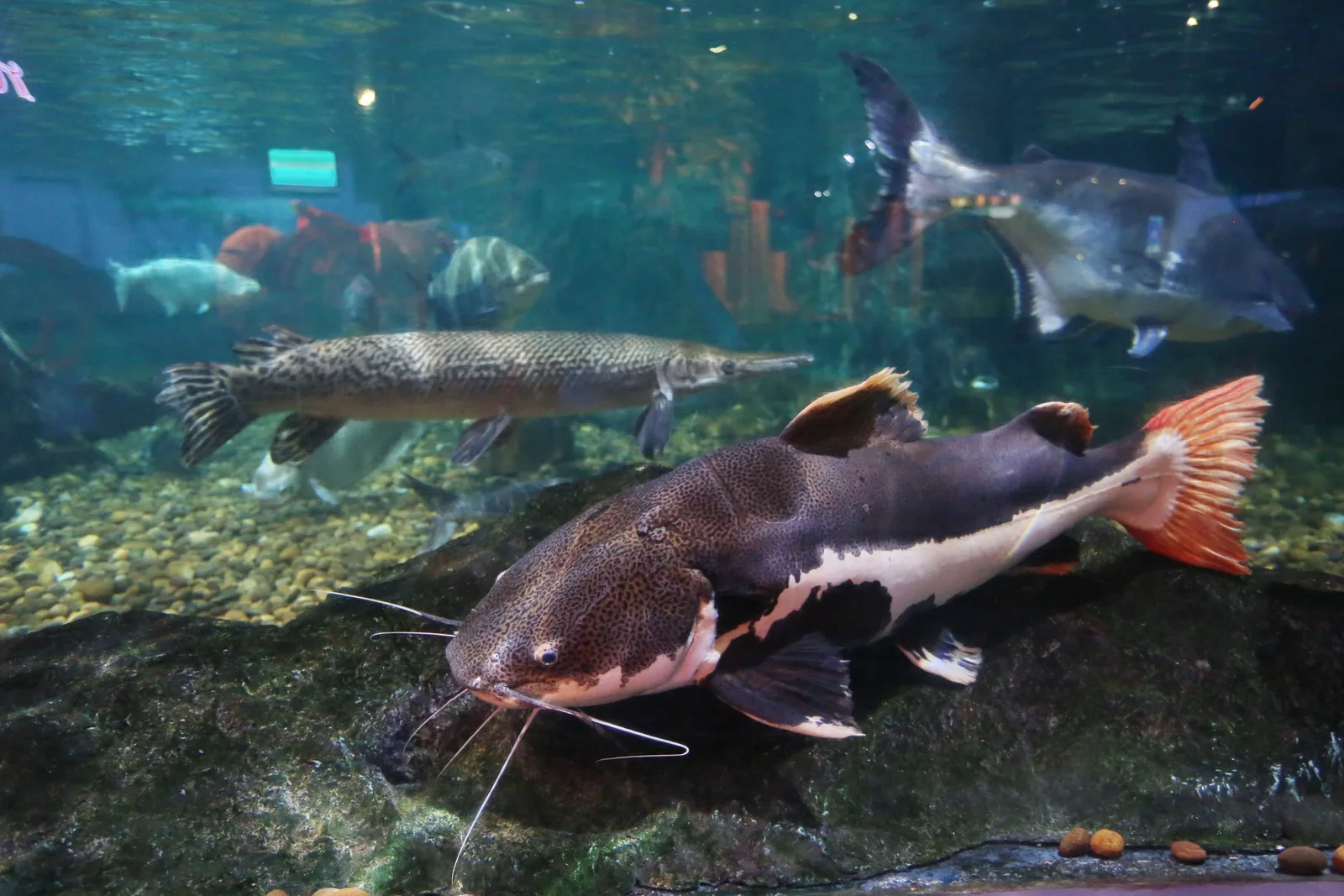 Tropical reef fish tank at Phuket Aquarium on Cape Panwa