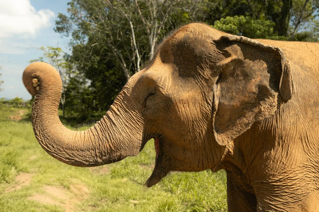 Elephants roaming freely at an ethical phuket elephant sanctuary in forested natural habitat